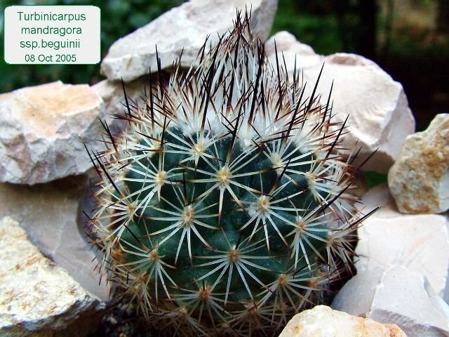 Turbinicarpus _mandragora_ ssp.beguinii_ 01